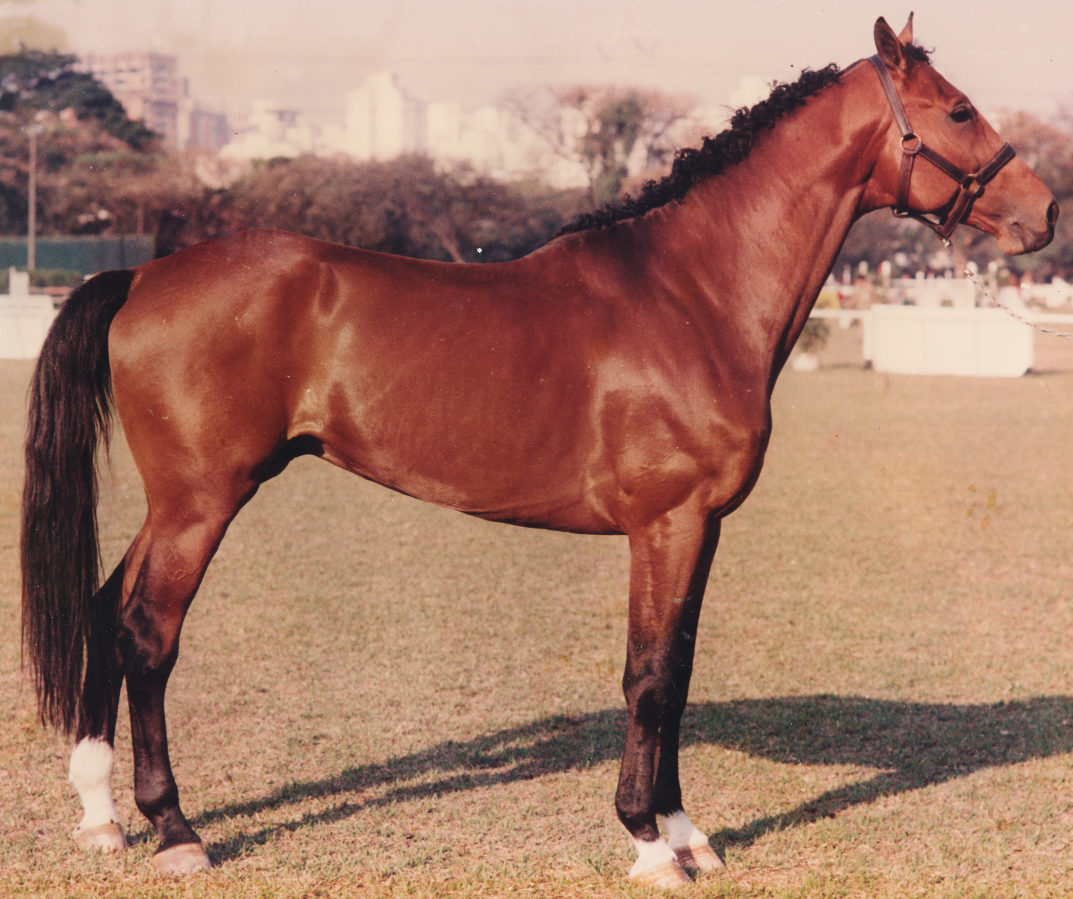 Pelagem pintada é um dos diferenciais dos cavalos appaloosa, Nosso Campo