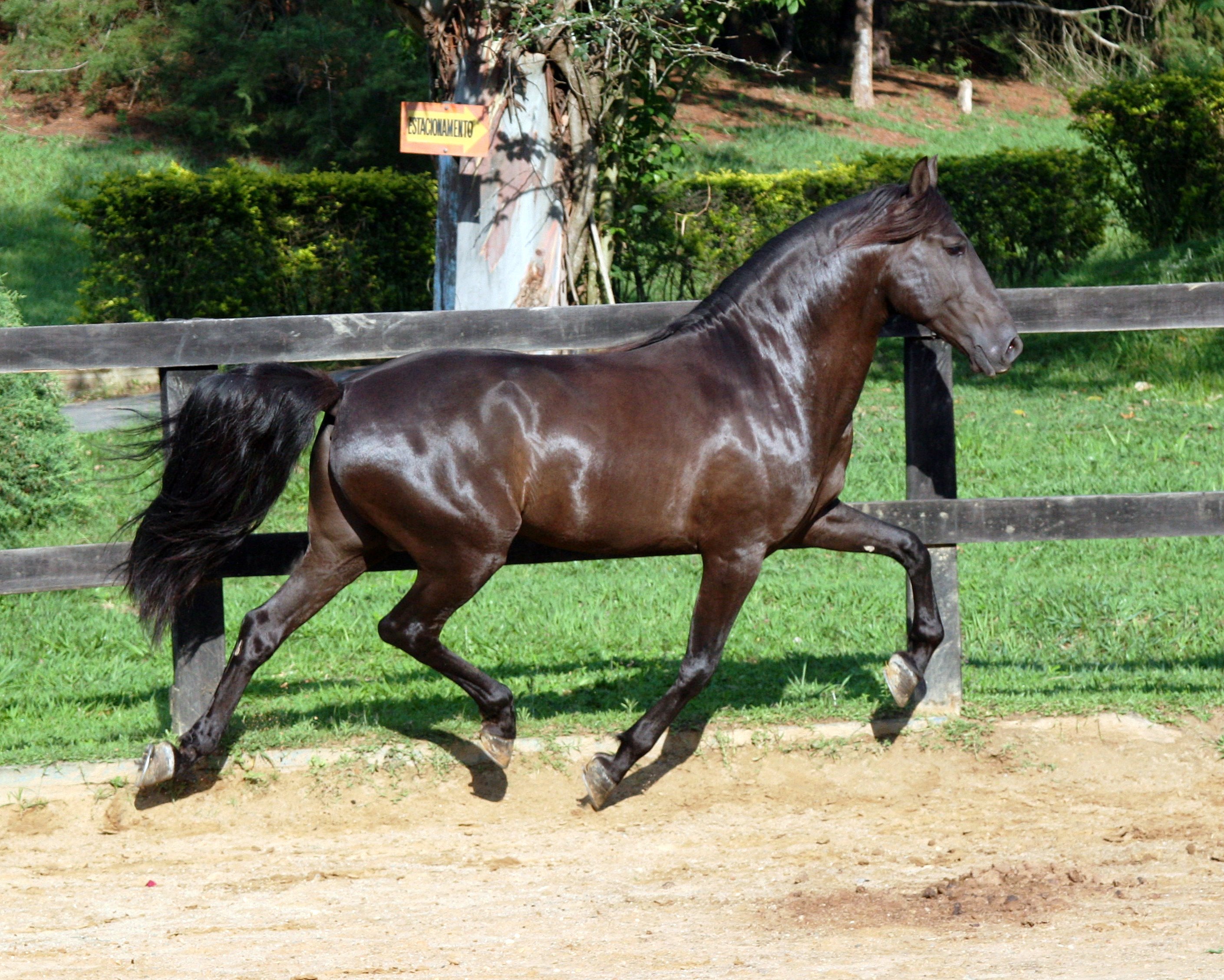 Conheça as principais raças de cavalo criadas no Brasil! I Petz