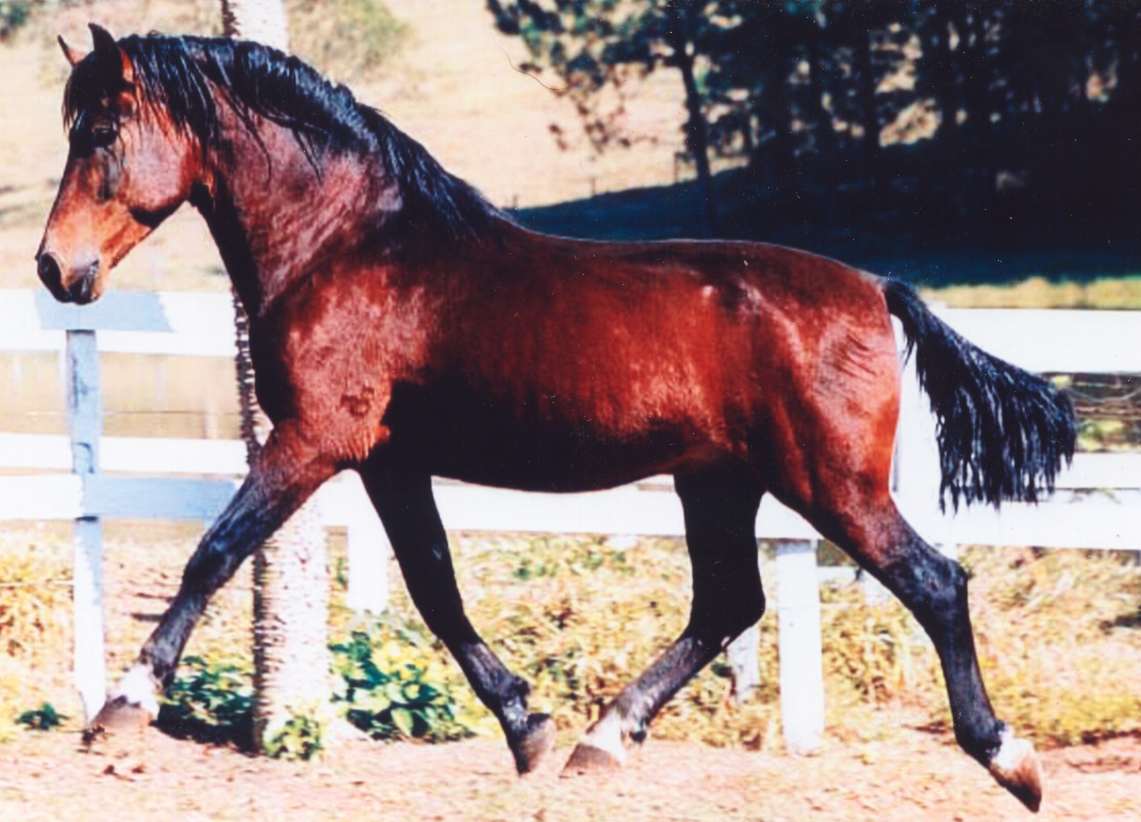 Pelagem pintada é um dos diferenciais dos cavalos appaloosa, Nosso Campo