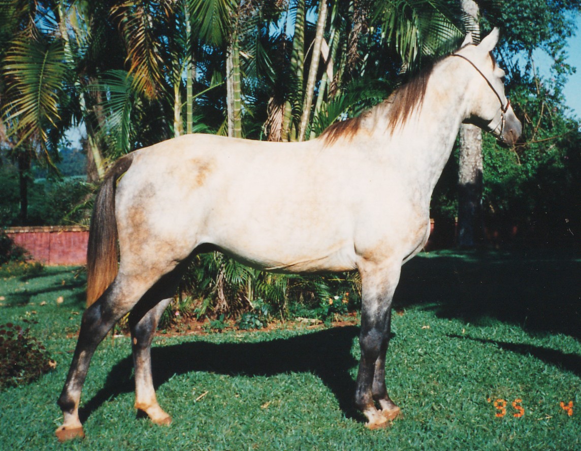 Pelagem pintada é um dos diferenciais dos cavalos appaloosa, Nosso Campo