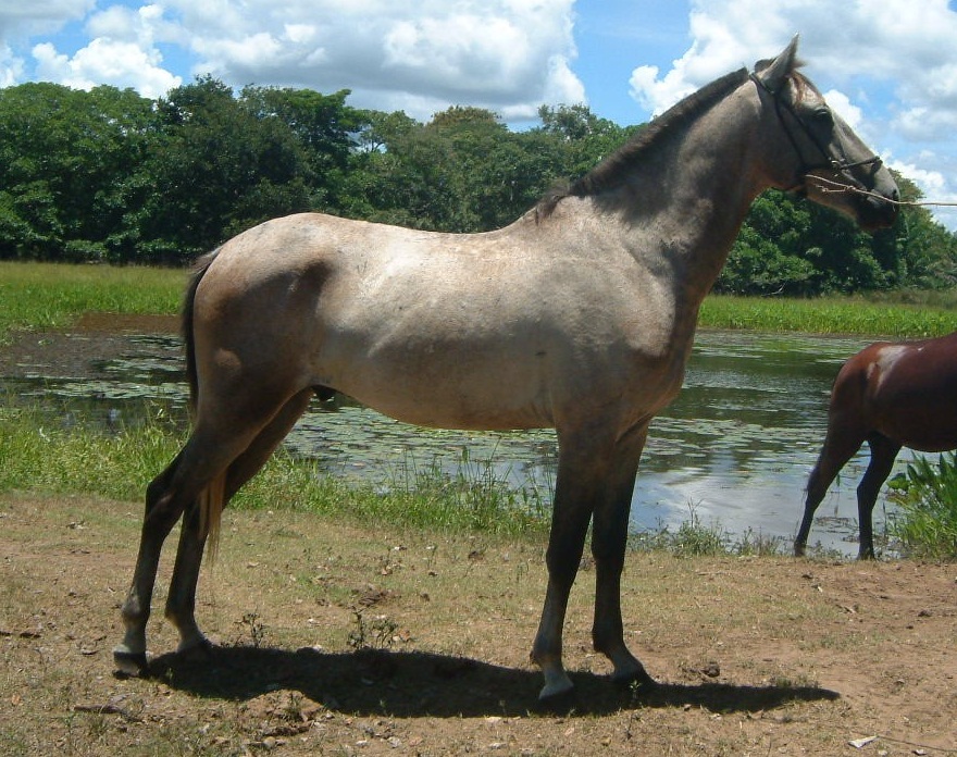 Cavalo Pantaneiro se destaca por ter aptidões - SBA1