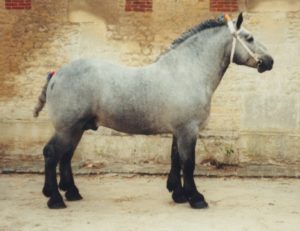 Fig. 10.27 Percheron