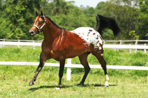 Fig. 10.3 Appaloosa