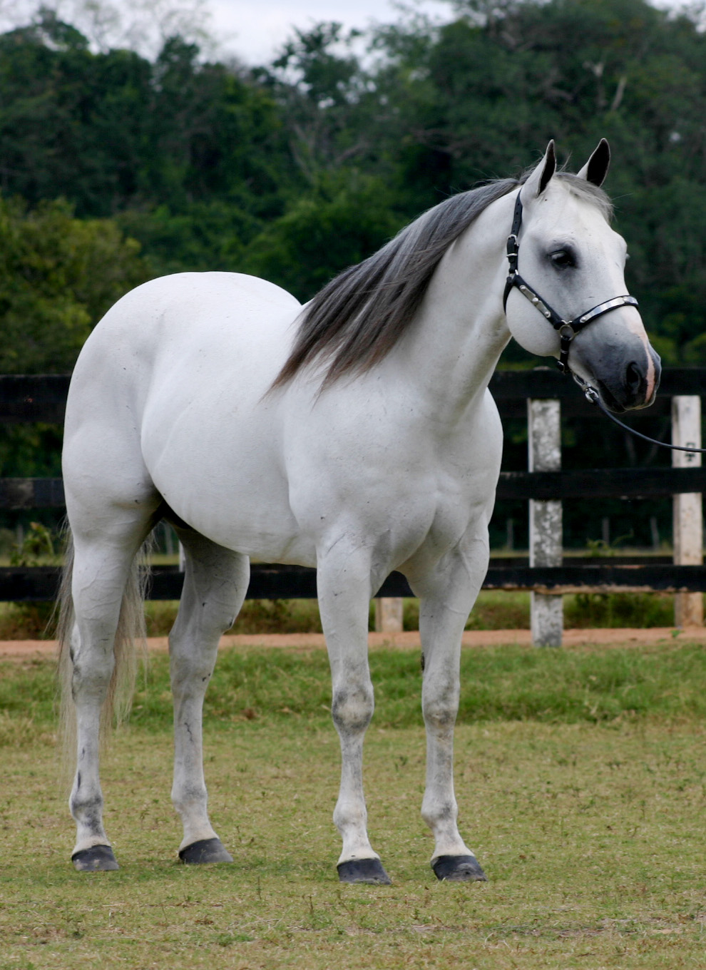 Qual o significado do Cavalo Branco que apareceu para Arya no