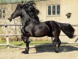 Friesian13