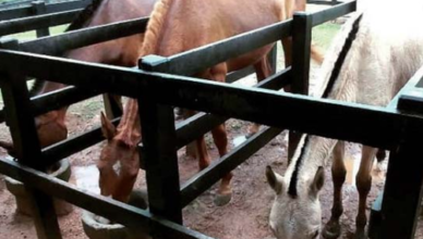 Cavalos comendo ração